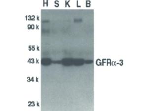 GFR alpha 3 antibody 100 µg