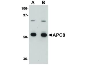 APC8 antibody 100 µg