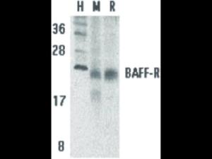 BAFF receptor antibody 100 µg