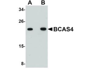 BCAS4 antibody 100 µg