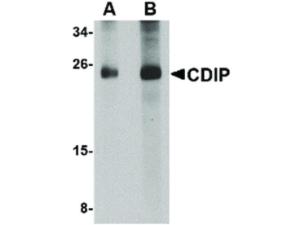 CDIP antibody INTERNAL 100 µg