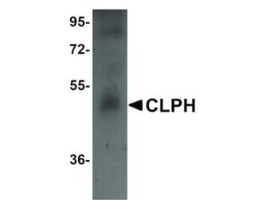 CLPH antibody 100 µg