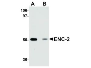 ENC-2 antibody 100 µg