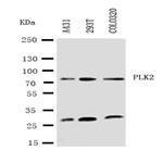Anti-PLK2 Rabbit Polyclonal Antibody