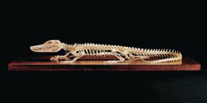 Ward's® Alligator Skeleton
