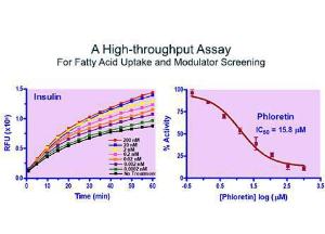 QuantiChrom™  α-L-Fucosidase assay kit