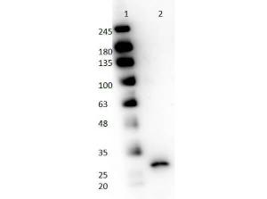 Papain antibody HRP 25 µl
