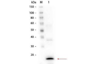 Procalcitonin 4C8.H6.D4 antibody 25 µl