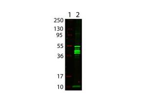 PAB RAB MBP epitope TAG biotin IgG 25 µl