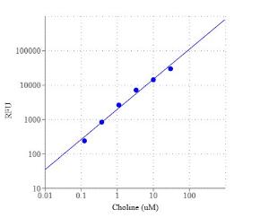 Amplite/trade choli 40007