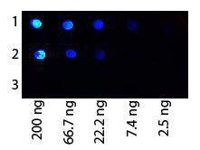 Protein G antibodyfluorescenceescein 25 µl