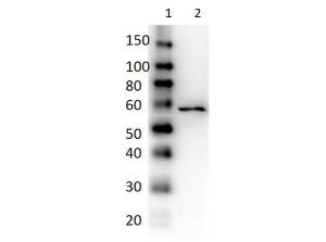 DEX antibody HRP 100 µl