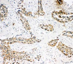 Anti-Caspase-3(P10) Rabbit Polyclonal Antibody