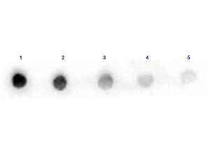 ARG1 antibody HRP 25 µl