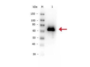 God antibody (Biotin) 25 µl
