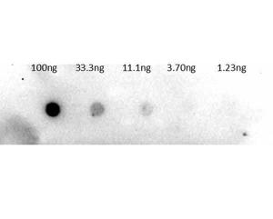 TRYP antibody (Biotin) 25 µl
