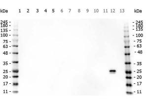 GST antibody 25 µl