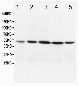 Anti-MTCO1 Rabbit Polyclonal Antibody