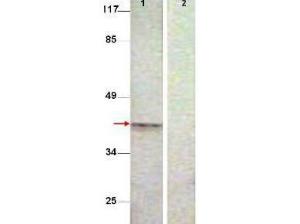Aurora B PT232 antibody 25 µl
