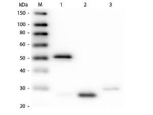 Rabbit IgG (H/L) antibody