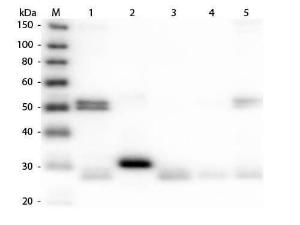 Rat IgG (H/L) antibody rhodami