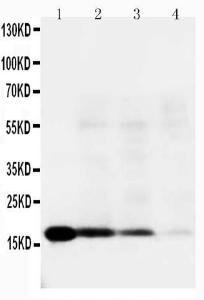 Anti-IL18 Rabbit Polyclonal Antibody