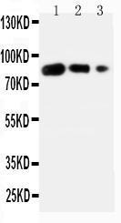 Anti-CD80 Rabbit Polyclonal Antibody