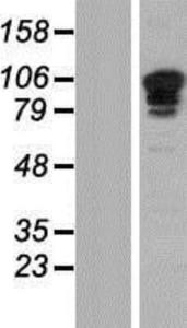 SP3 Lysate (Adult Normal), Novus Biologicals (NBP2-04244)