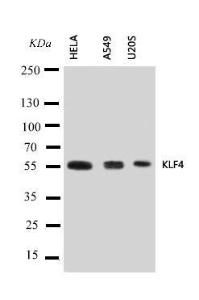 Anti-KLF4 Rabbit Polyclonal Antibody