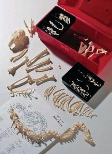 Ward's® Disarticulated Rabbit Skeleton