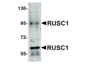 PAB Rabbit RUSC1 Human IgG 100 µg ELISA