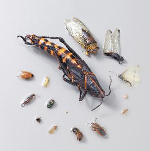 Ward's® Insect Collection