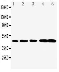 Anti-Caspase-1(P20) Rabbit Polyclonal Antibody