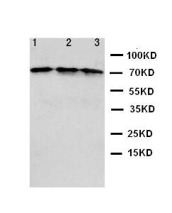 Anti-CXCL16 Rabbit Polyclonal Antibody