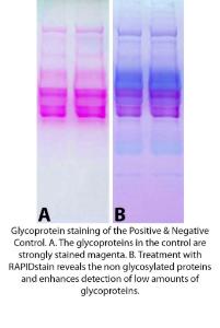 Glycoprotein Staining Kit, G-Biosciences