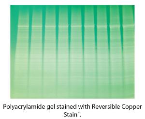 Reversible Copper Stain™ Electrophoresis Gel Stain, G-Biosciences