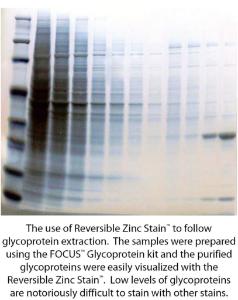 Reversible Zinc Stain™ Electrophoresis Gel Stain, G-Biosciences