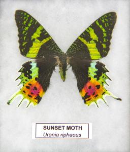 Sunset Moth