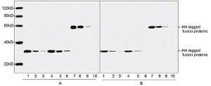 Anti-HA Tag Mouse Monoclonal Antibody [clone: 5E11D8]