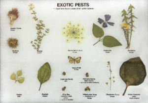Exotic Pests