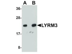 PAB Rabbit LYRM3 Human IgG 100 µg ELISA