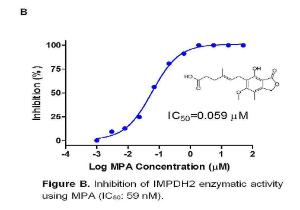 Human Inosine-5’-Monophosphate Dehydrogenase (IMPDH) Inhibitor Screening Assay Kit