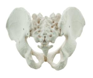 Pelvis models