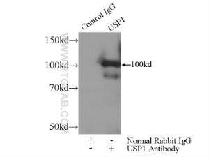Anti-USP1 Rabbit Polyclonal Antibody