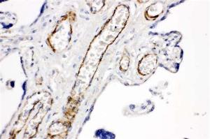 Anti-CD168 Rabbit Polyclonal Antibody