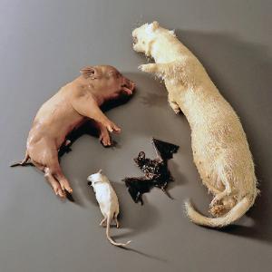 Ward's® Mammal Collection