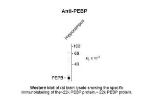 PEBP antibody 100 µl