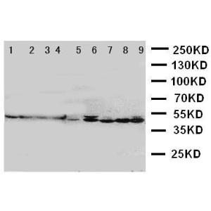 Anti-HDJ2 Rabbit Polyclonal Antibody