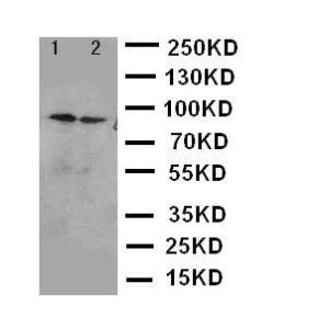 Anti-IKK alpha Rabbit Polyclonal Antibody