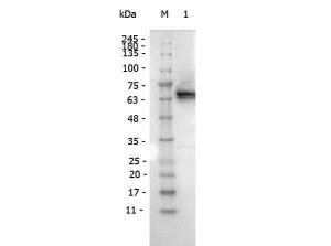 Peroxidase antibody for flag